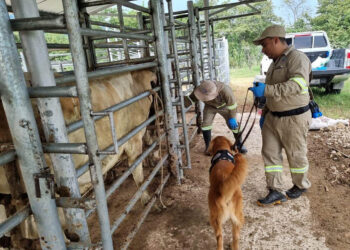 Se garantiza sanidad y calidad del ganado guatemalteco exportado a México