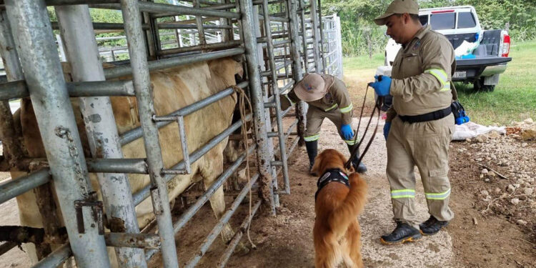 Se garantiza sanidad y calidad del ganado guatemalteco exportado a México