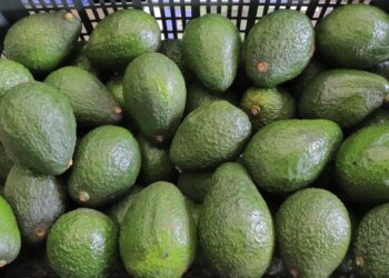Se impulsa admisibilidad del aguacate Hass para exportación a otros países