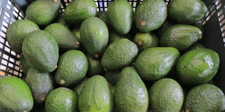 Se impulsa admisibilidad del aguacate Hass para exportación a otros países