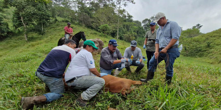 Se recupera el 72% de las reses afectadas por el Gusano Barrenador del Ganado