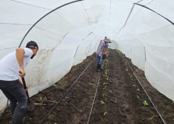 Supervisan cultivos en la Escuela de Agricultura