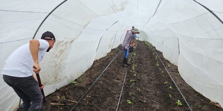 Supervisan cultivos en la Escuela de Agricultura