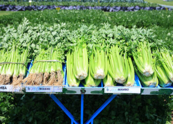 Un cultivo de alta demanda: el apio