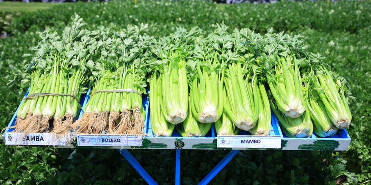 Un cultivo de alta demanda: el apio