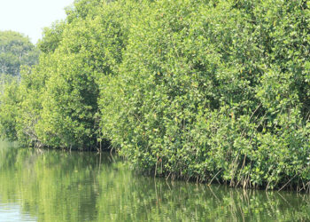 Un ecosistema que almacena CO2