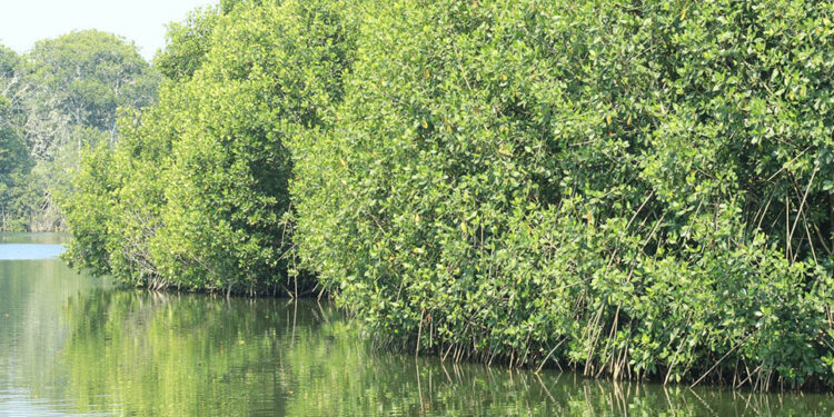 Un ecosistema que almacena CO2