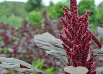 Un superalimento: el amaranto