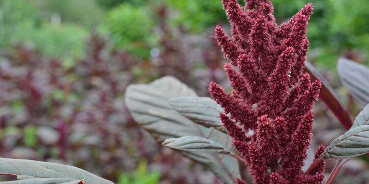 Un superalimento: el amaranto