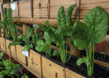 Una hortaliza con mucha vitamina: la acelga