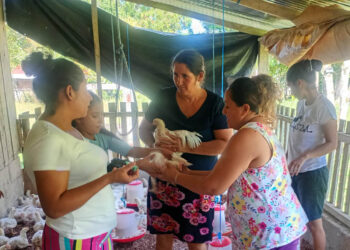 Vacunan pollos y capacitan a productores de Dolores, Petén
