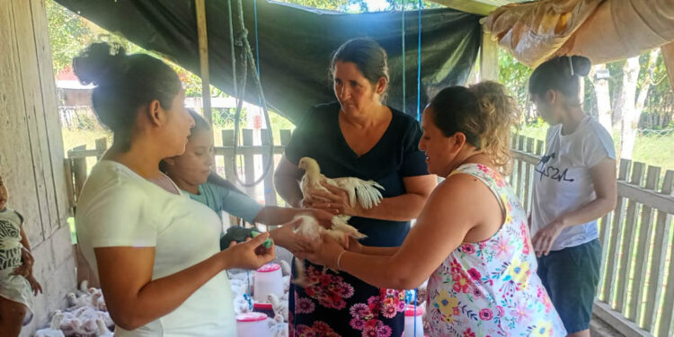 Vacunan pollos y capacitan a productores de Dolores, Petén