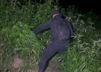 En nuevo golpe al narco, erradican marihuana valuada en Q12 millones