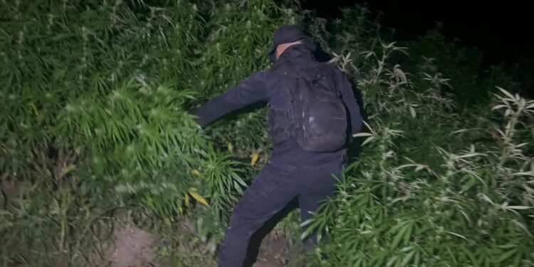 En nuevo golpe al narco, erradican marihuana valuada en Q12 millones