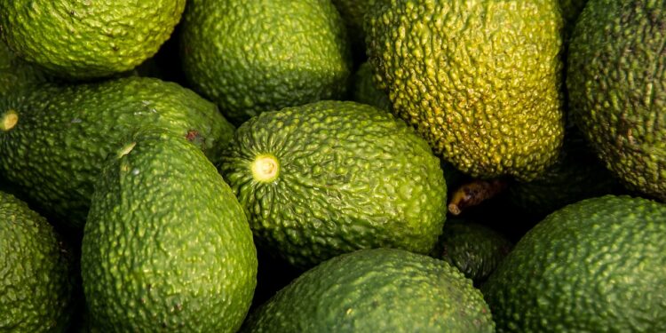 Guatemala Celebra la Apertura del Mercado de Estados Unidos para el Aguacate Hass Nacional