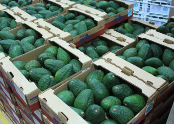 Cumplir las normas y accesibilidad: claves para la exportación de aguacate Hass a EE.UU.