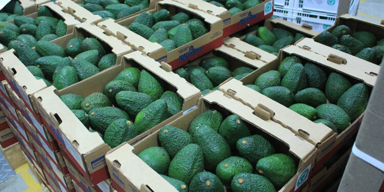 Cumplir las normas y accesibilidad: claves para la exportación de aguacate Hass a EE.UU.