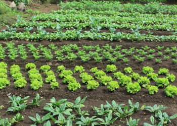 ¿Qué son los tablones en la agricultura?