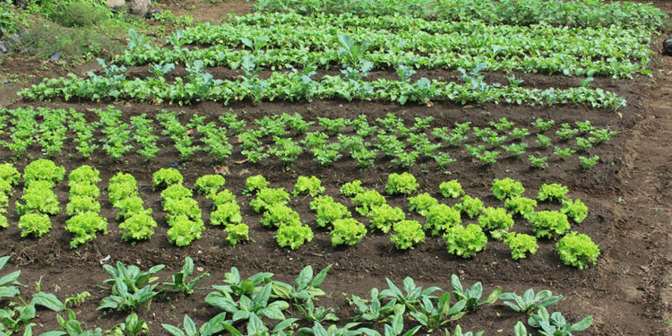 ¿Qué son los tablones en la agricultura?