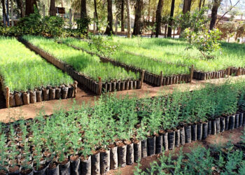 ¿Qué son los viveros agroforestales?