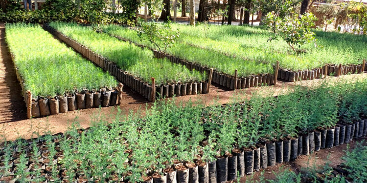 ¿Qué son los viveros agroforestales?