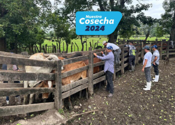 Inspeccionan más de 13 mil animales por acciones de control y prevención del GBG