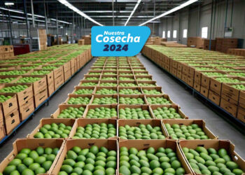 Abriendo mercados: Aguacate Hass hacia EE. UU.