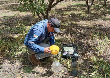 Acciones preventivas clave para evitar el ingreso de moscas de las frutas al país