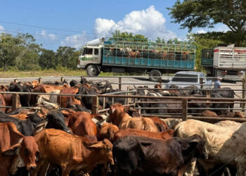 Acciones preventivas permiten detectar casos de Gusano Barrenador del Ganado