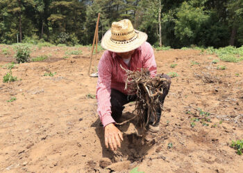 Aprenda a qué se le llama rastrojo