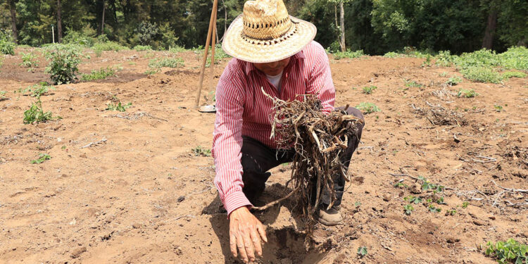 Aprenda a qué se le llama rastrojo