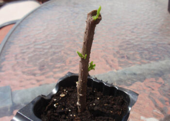 Aprenda qué es un esqueje