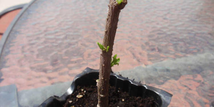 Aprenda qué es un esqueje