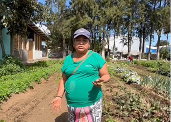 Bono Campesino impulsa la agricultura familiar en El Tejar, Chimaltenango