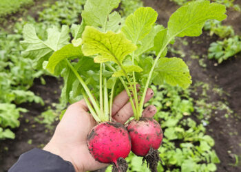 Brindan Asistencia para mejorar la producción de huerto en Poptún