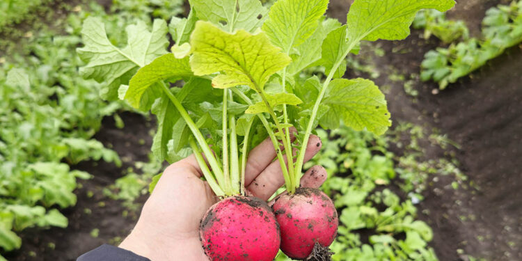 Brindan Asistencia para mejorar la producción de huerto en Poptún