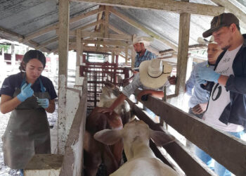 Brindan asistencia técnica para control de brucelosis