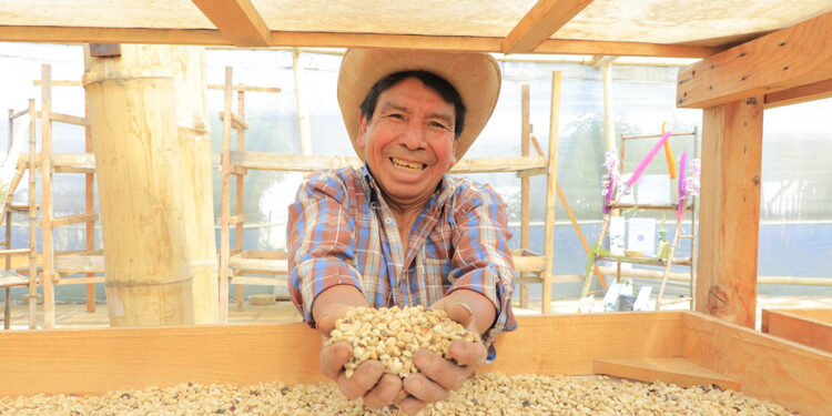 Camas africanas para el secado de café