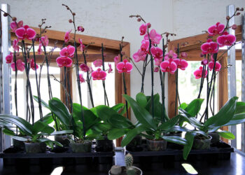 Clima guatemalteco favorece cultivos de plantas ornamentales