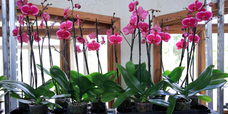 Clima guatemalteco favorece cultivos de plantas ornamentales