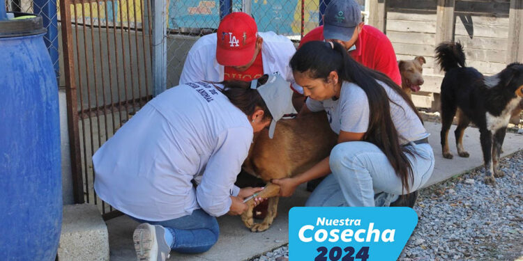 Compromiso con la protección y bienestar de los animales