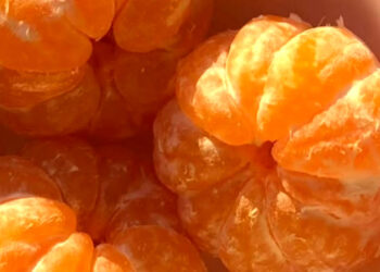 Conozca en dónde se cultiva mandarina en Guatemala