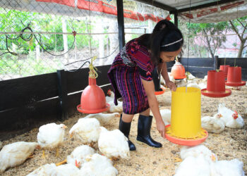 Conozca un poco acerca de la crianza de pollos de engorde