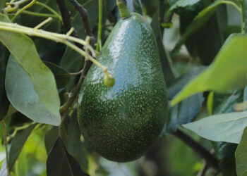 Consumir aguacate es beneficioso para la salud