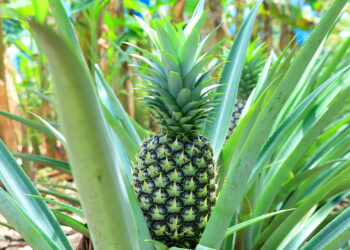 Consumir piña beneficia la salud de la piel