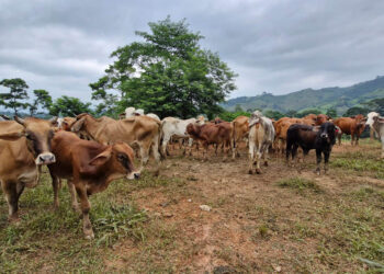 Control del Gusano Barrenador del Ganado: 87.72 % de los casos recuperados
