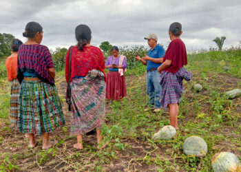 Cosechan frutos de huertos comunitarios en Sayaxché
