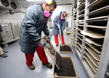 Dispersan alrededor de 37 millones de moscas estériles del Gusano Barrenador del Ganado