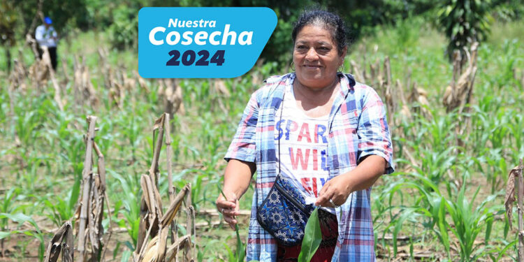 El Seguro Agropecuario respalda la producción de las y los agricultores