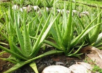 El aloe vera o sábila, una planta muy apreciada